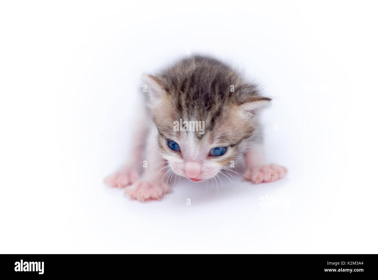 Beautiful cat isolated on white background Stock Photo - Alamy