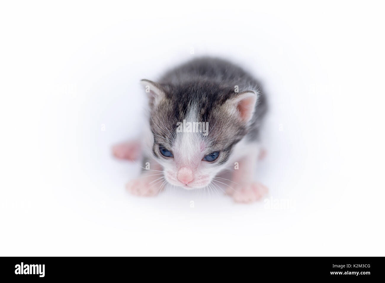 Beautiful cat isolated on white background Stock Photo - Alamy