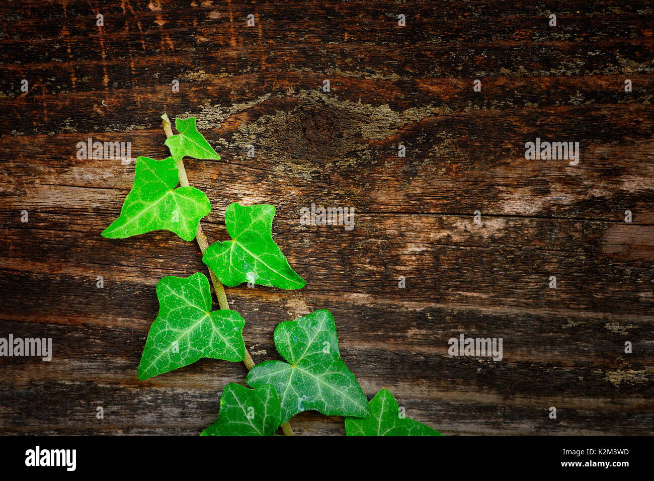 beautiful ivy on wood fence, natural texture for your design Stock Photo
