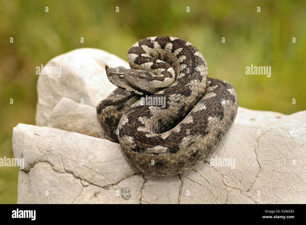 beautiful pattern on Vipera ammodytes, european venomous snake basking