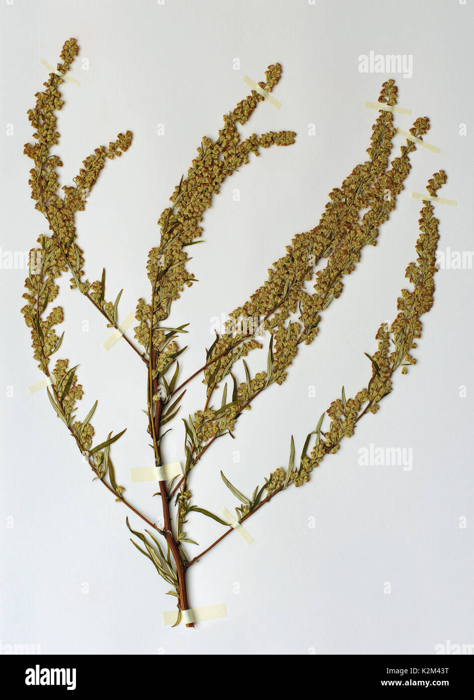 A herbarium sheet with Artemisia sp., the Felon-herb or Wormwood, from the family Asteraceae (Compositae) Stock Photo