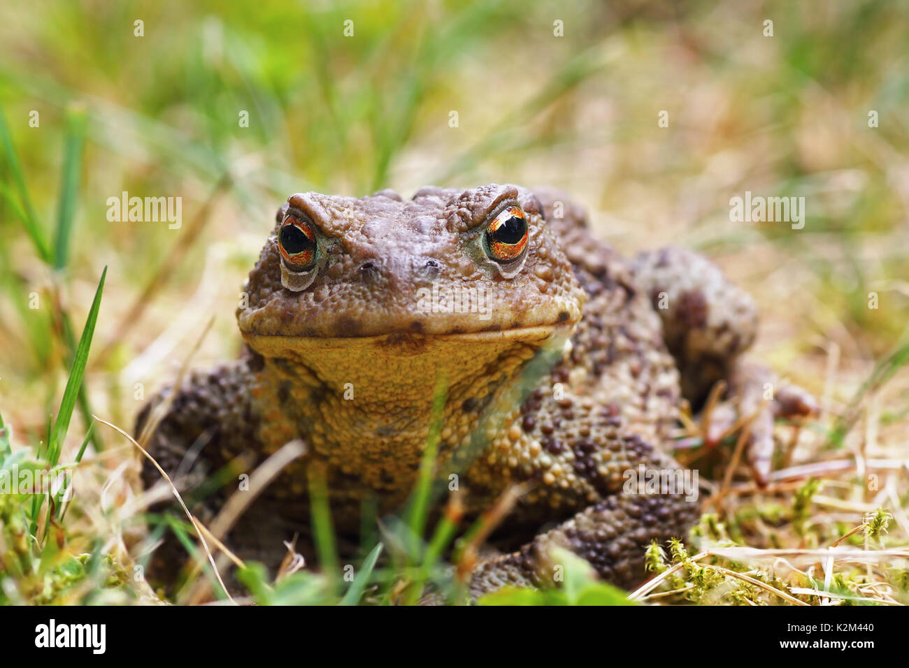 closeup of common brown toad standing in the grass ( Bufo ); this european amphibian has toxic glands on its skin Stock Photo