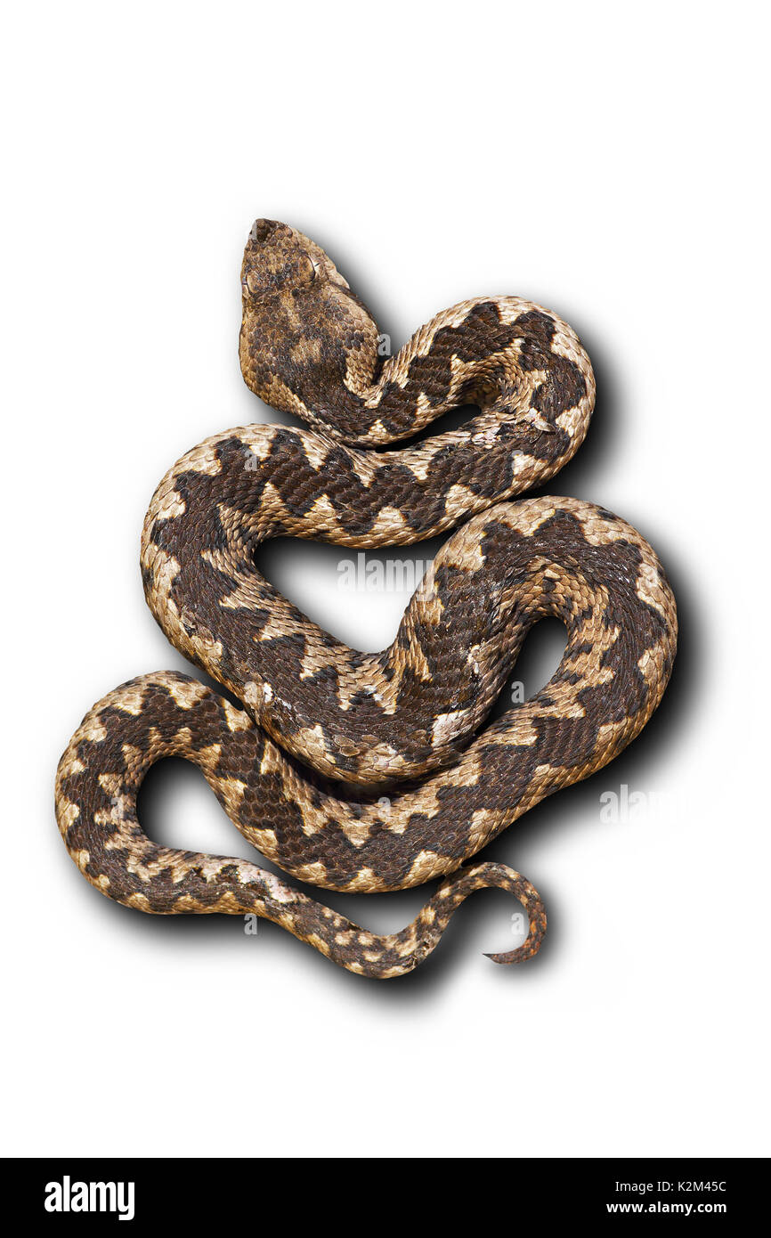 european nose horned viper on white background with shadow ( Vipera  ammodytes, beautiful pattern ); this is one on the most venomous widespread  snakes Stock Photo - Alamy
