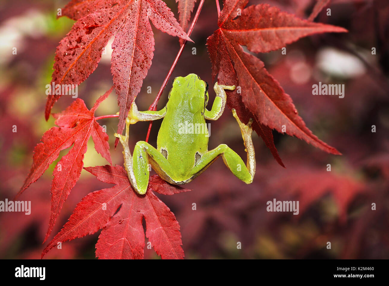 Do Tree Frogs Eat Japanese Beetles