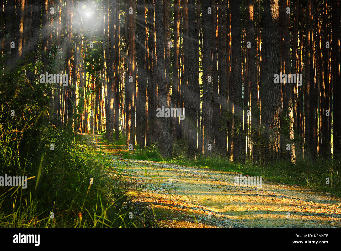 sunrays over footpath in the woods, pine forest at dawn Stock Photo