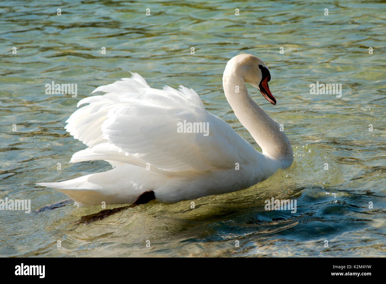 Single swan swimming in a lake Stock Photo