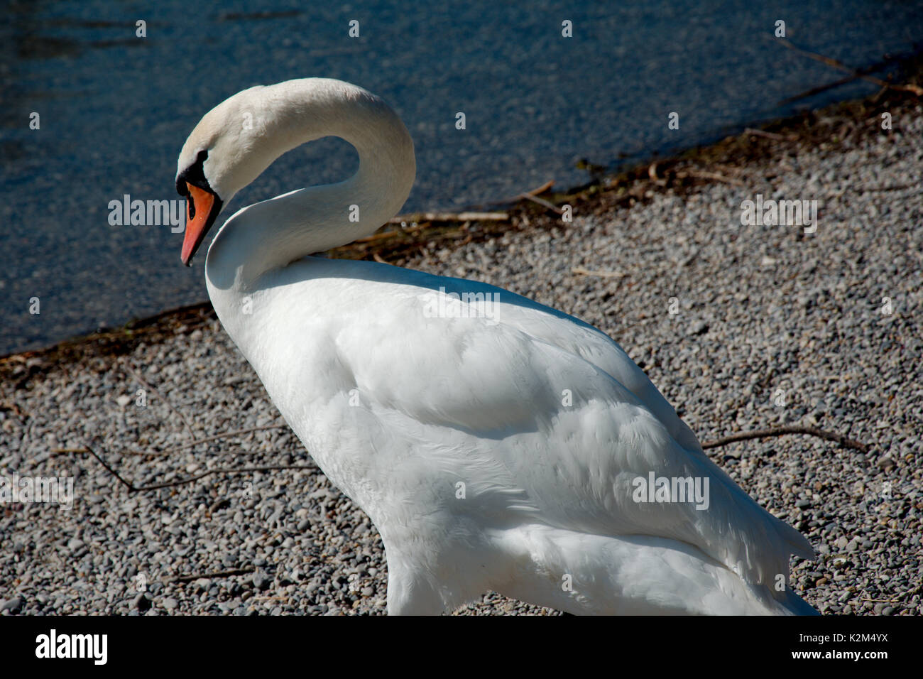 Single swan on the shore of a lake Stock Photo