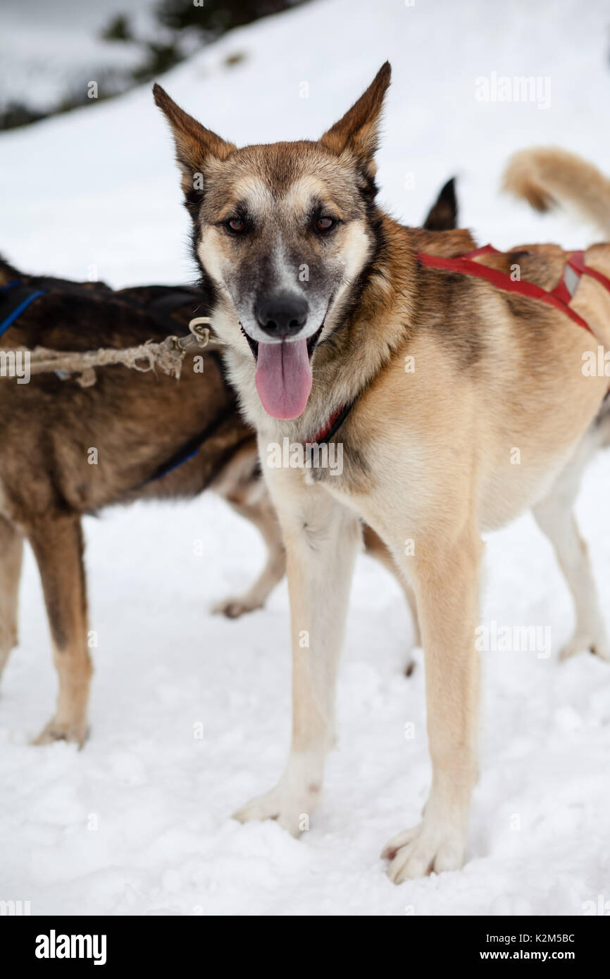 Mushing dog in the snow Stock Photo