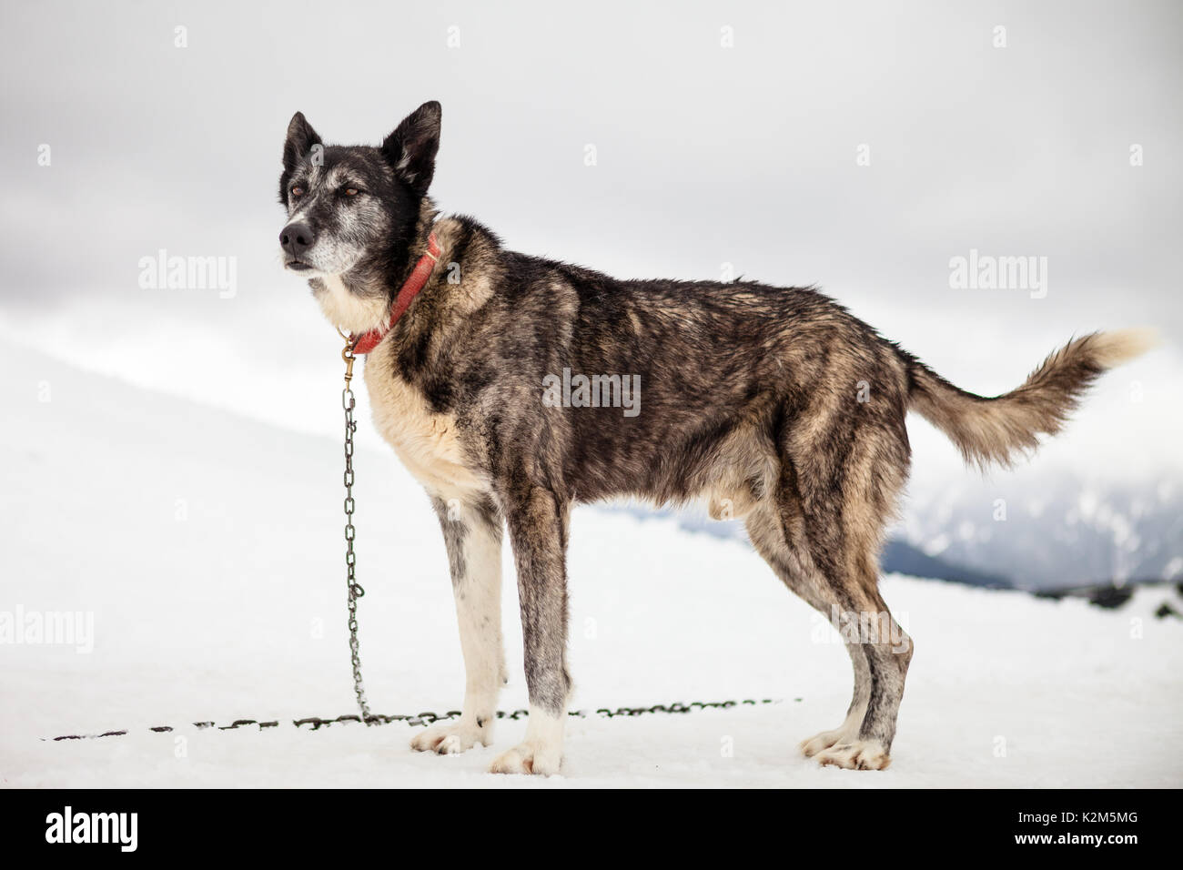Mushing dog in the snow Stock Photo