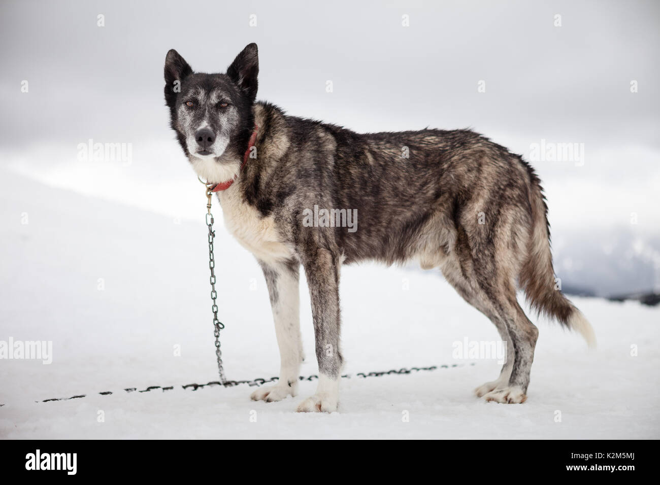 Mushing dog in the snow Stock Photo