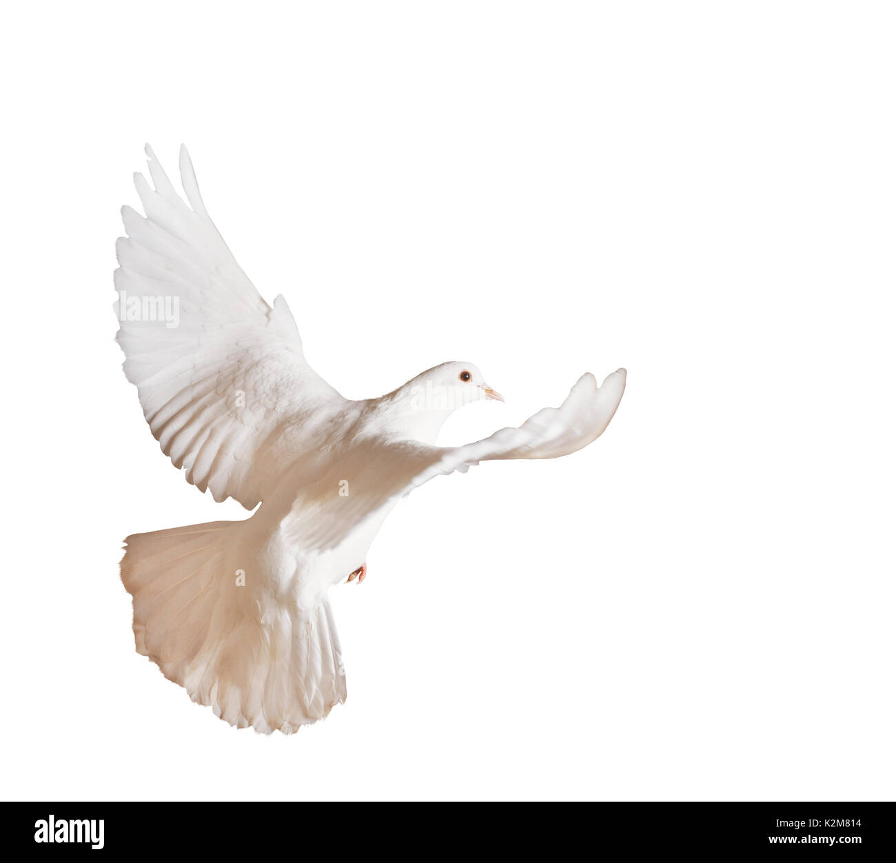 Beautiful white pigeon on a white background , symbol of religion Stock Photo