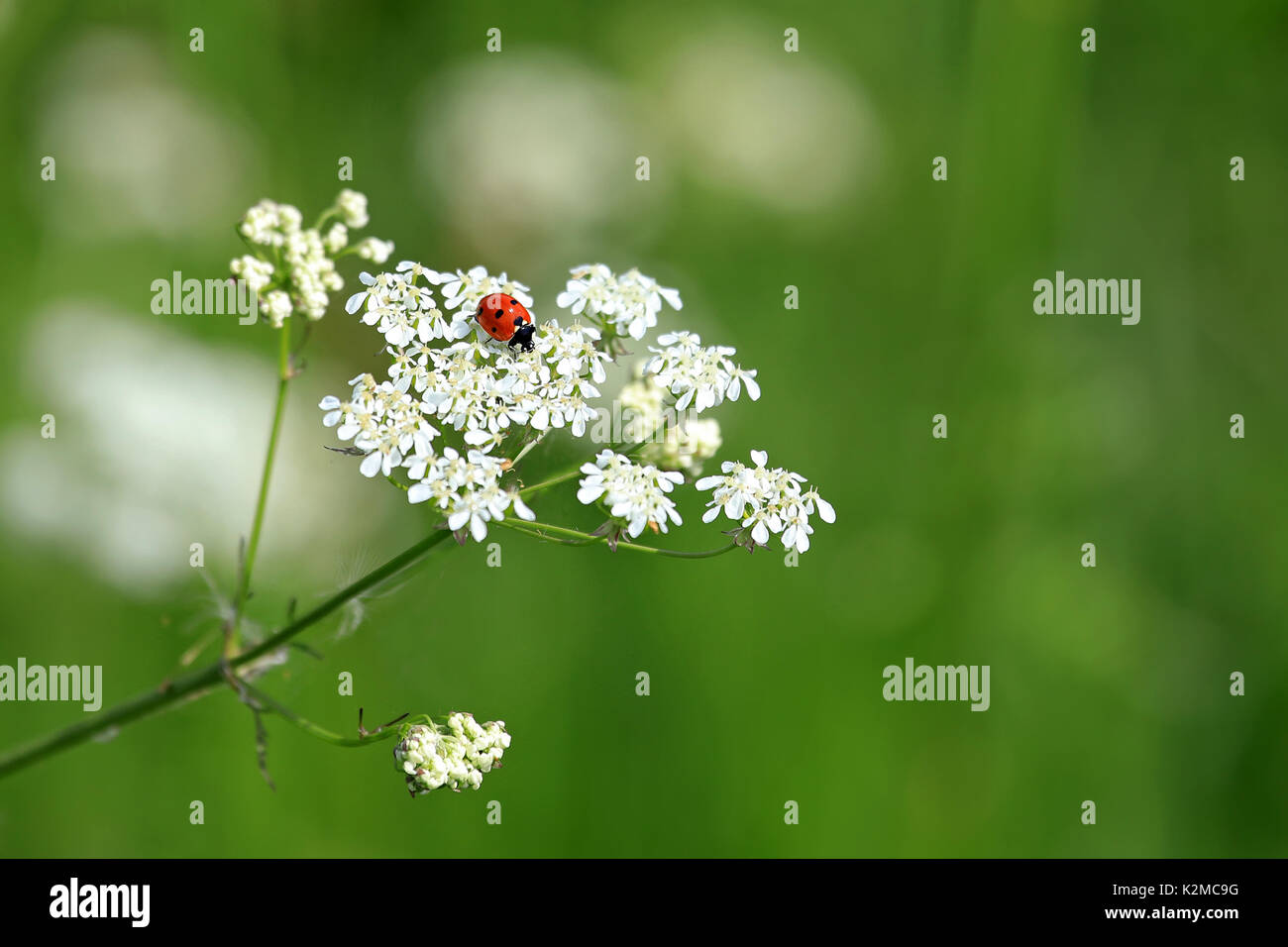 Seven Spotted Ladybug, Coccinella septempunctata, on white flowers of Cow Parsley, Anthriscus sylvestris, with green background of grass at summer. Sh Stock Photo