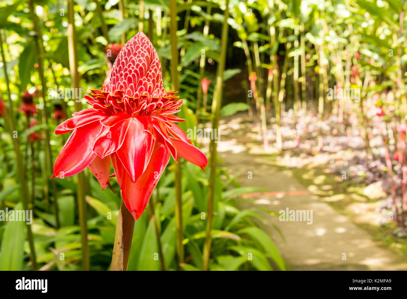 Tropical flower red torch ginger (Etlingera elatior) Stock Photo