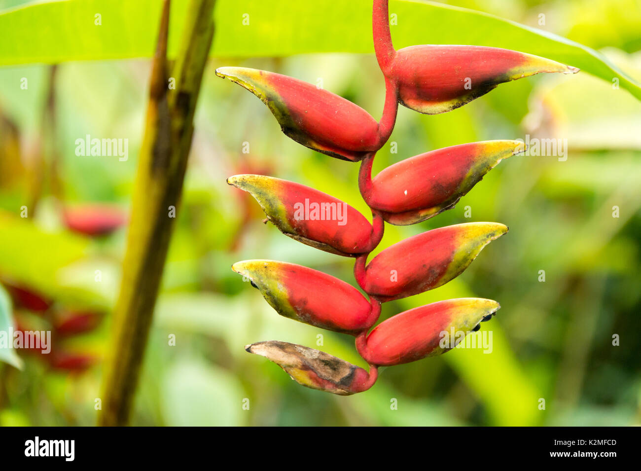 Lobster Claw flower (Heliconia rostrata Stock Photo Alamy
