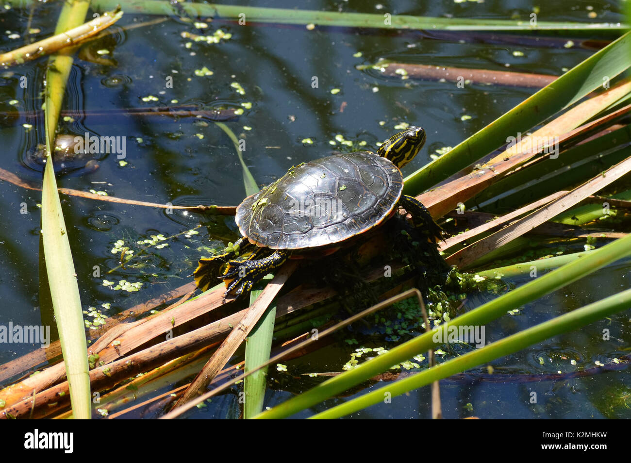 Painted turtle in the wetland Stock Photo