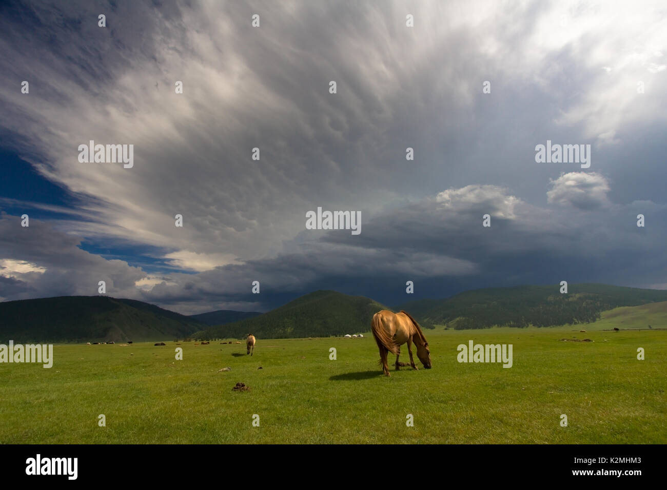 Horses grazing the Mongolian steppe Stock Photo - Alamy