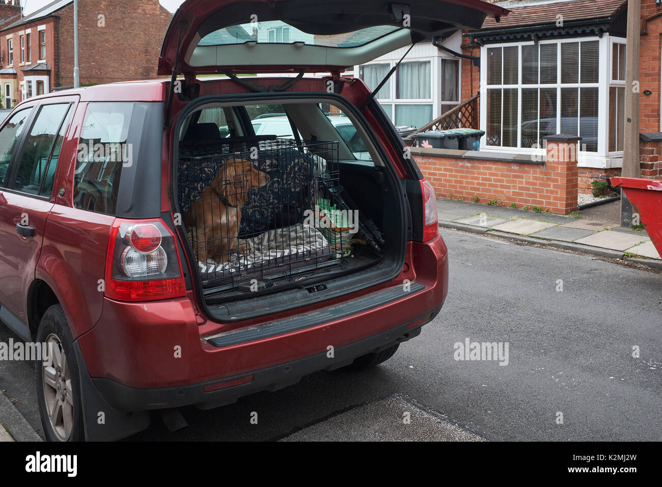 Spaniel in travelling cage in rear of Freelander Stock Photo