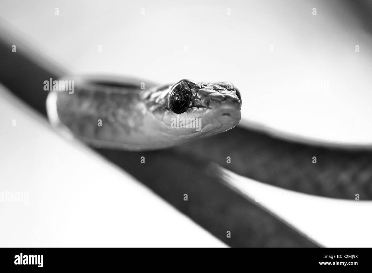 Two-headed Sipo (Chironius bicarinatus), copy taken in freedom Stock Photo