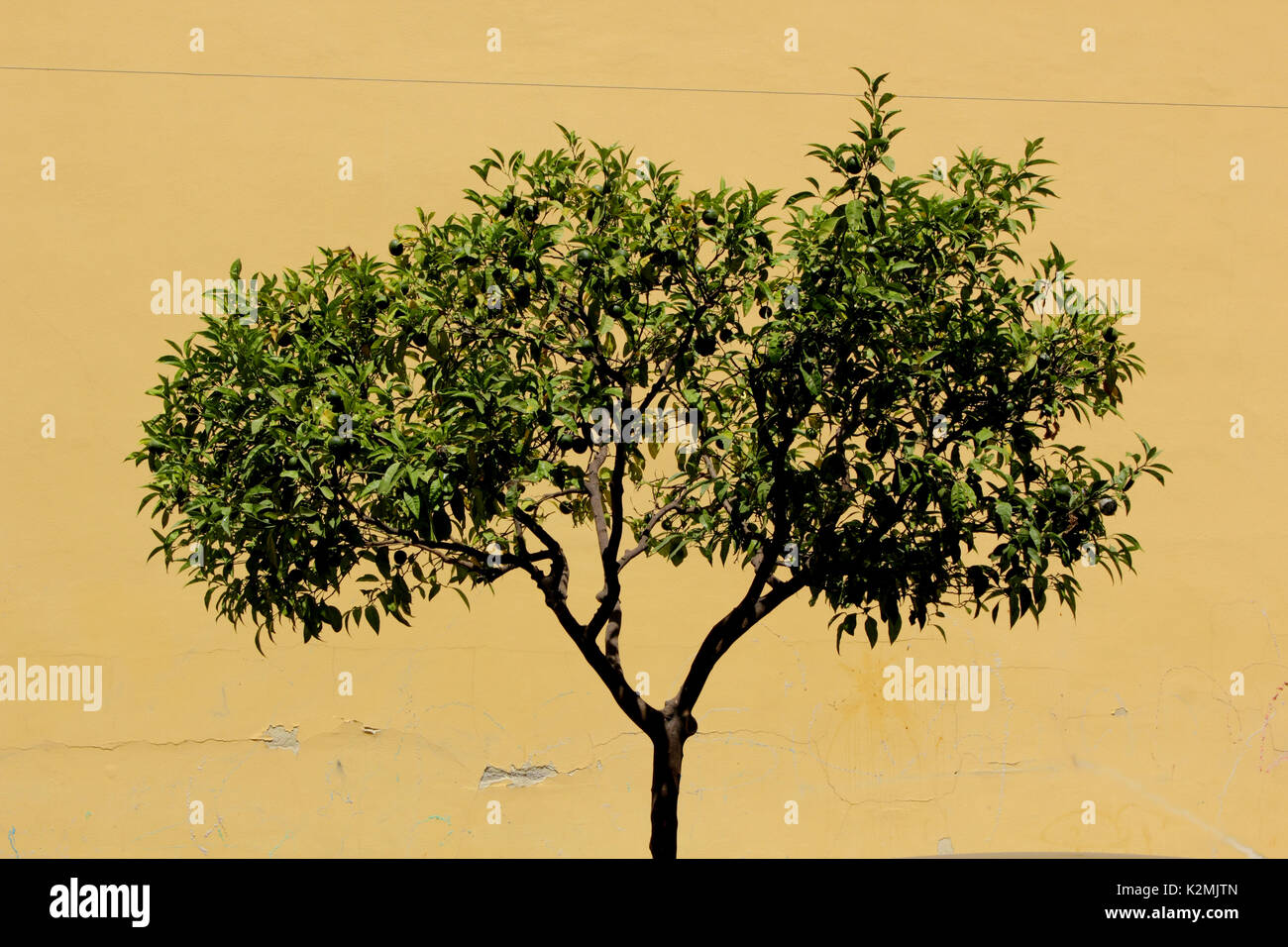 Lemon tree against ochre coloured wall Sorrento Amalfi Coast Italy Stock Photo