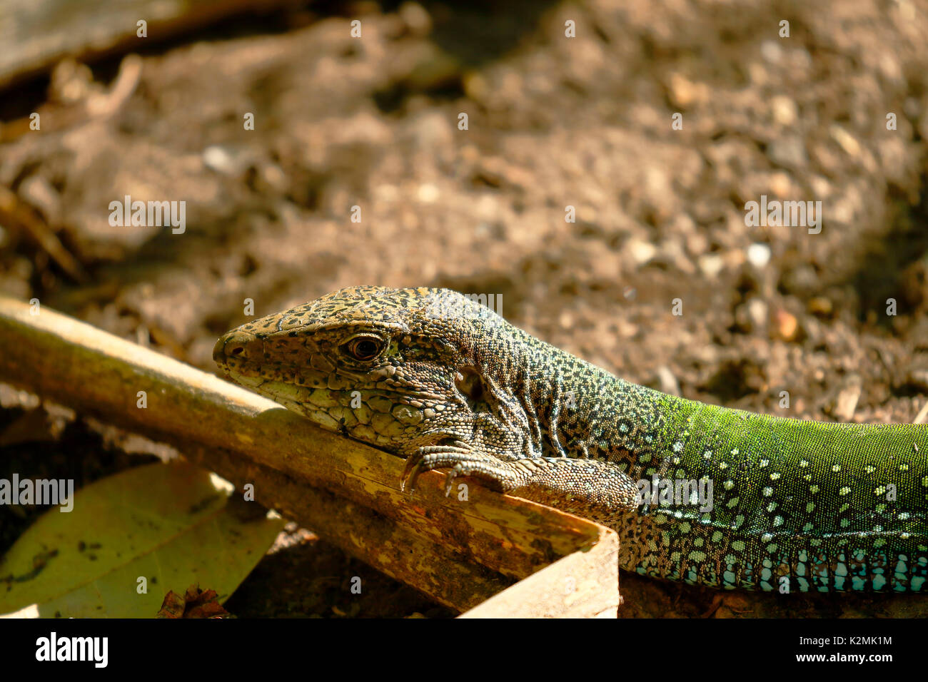 Giant ameiva (ameiva ameiva); Copy taken in freedom Stock Photo Alamy