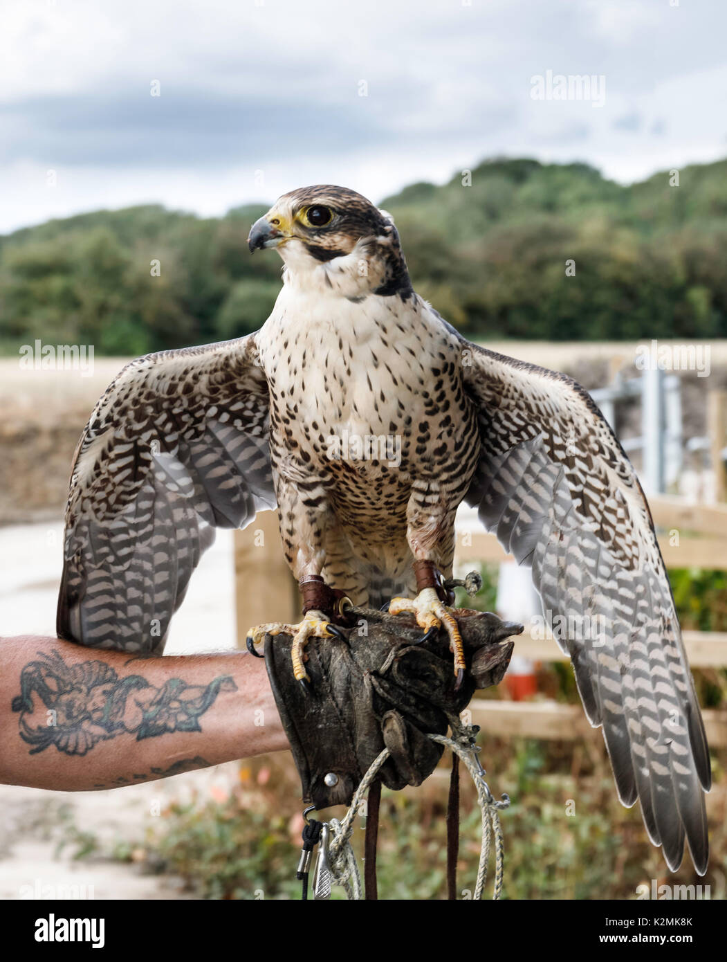 Falconer equipment hi-res stock photography and images - Alamy