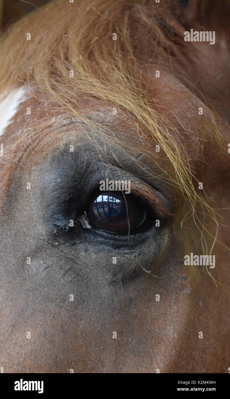 Horse eye closeup framed in strands of golden mane Stock Photo