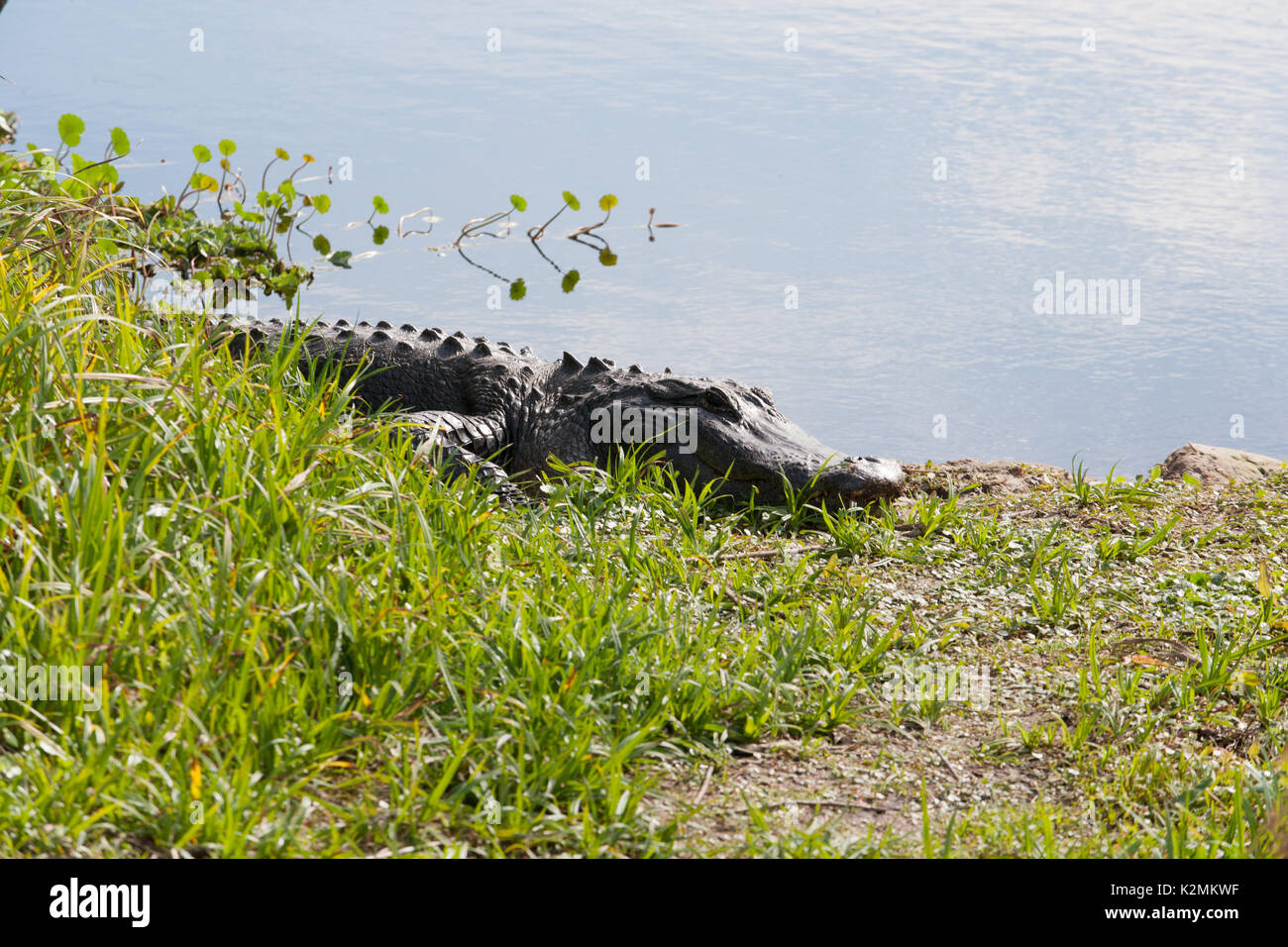 American Alligator(s) basking in the sun at Paynes Prairie Preserve State Park, Florida. Stock Photo