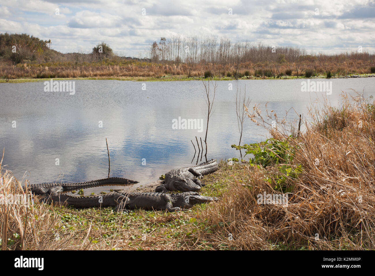 American Alligator(s) basking in the sun at Paynes Prairie Preserve State Park, Florida. Stock Photo