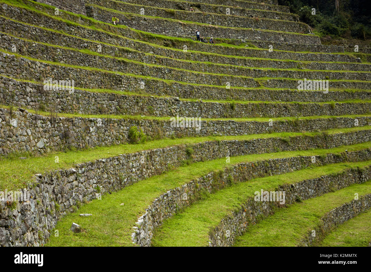 Agricultural terraces at the Inca city of Winay Wayna, on the Inca Trail to Machu Picchu, Peru, South America Stock Photo