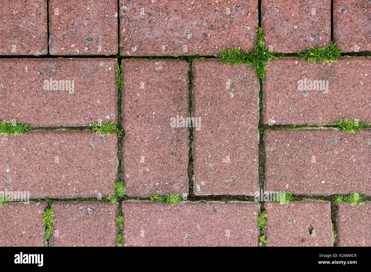 Paving stone with moss sidewalk texture. Walkway bricks pattern Stock