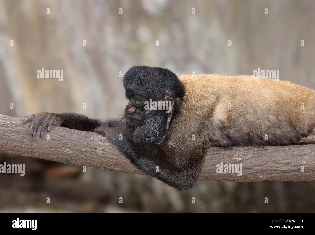 Red backed bearded saki hires stock photography and images Alamy