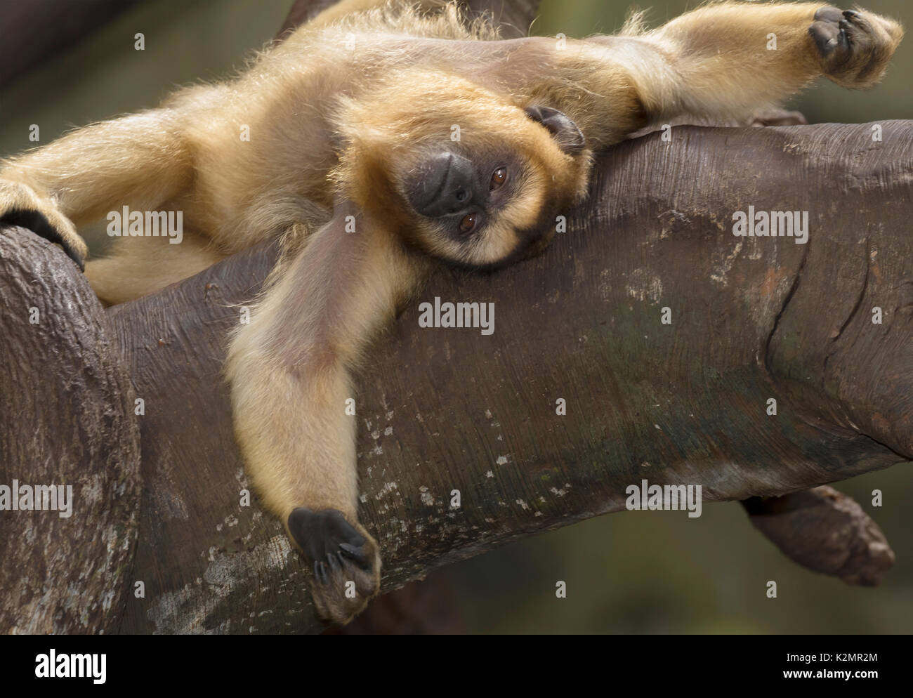 Black and gold howler monkey hi-res stock photography and images - Alamy