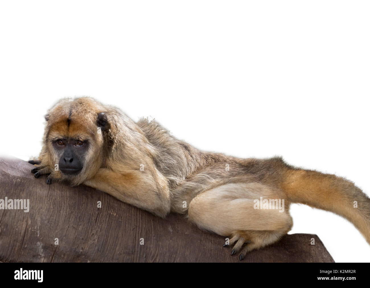 Black and gold howler monkey hires stock photography and images Alamy