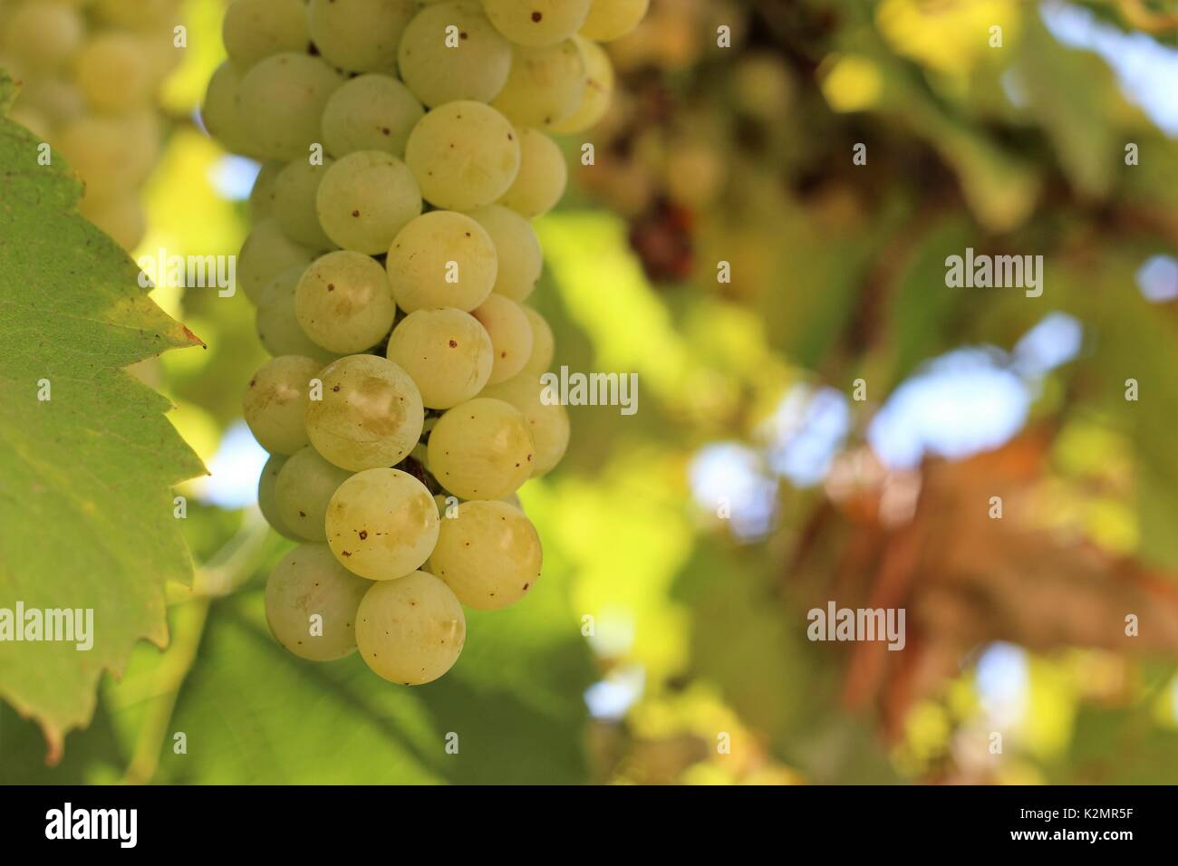 German white wine grape hires stock photography and images Alamy