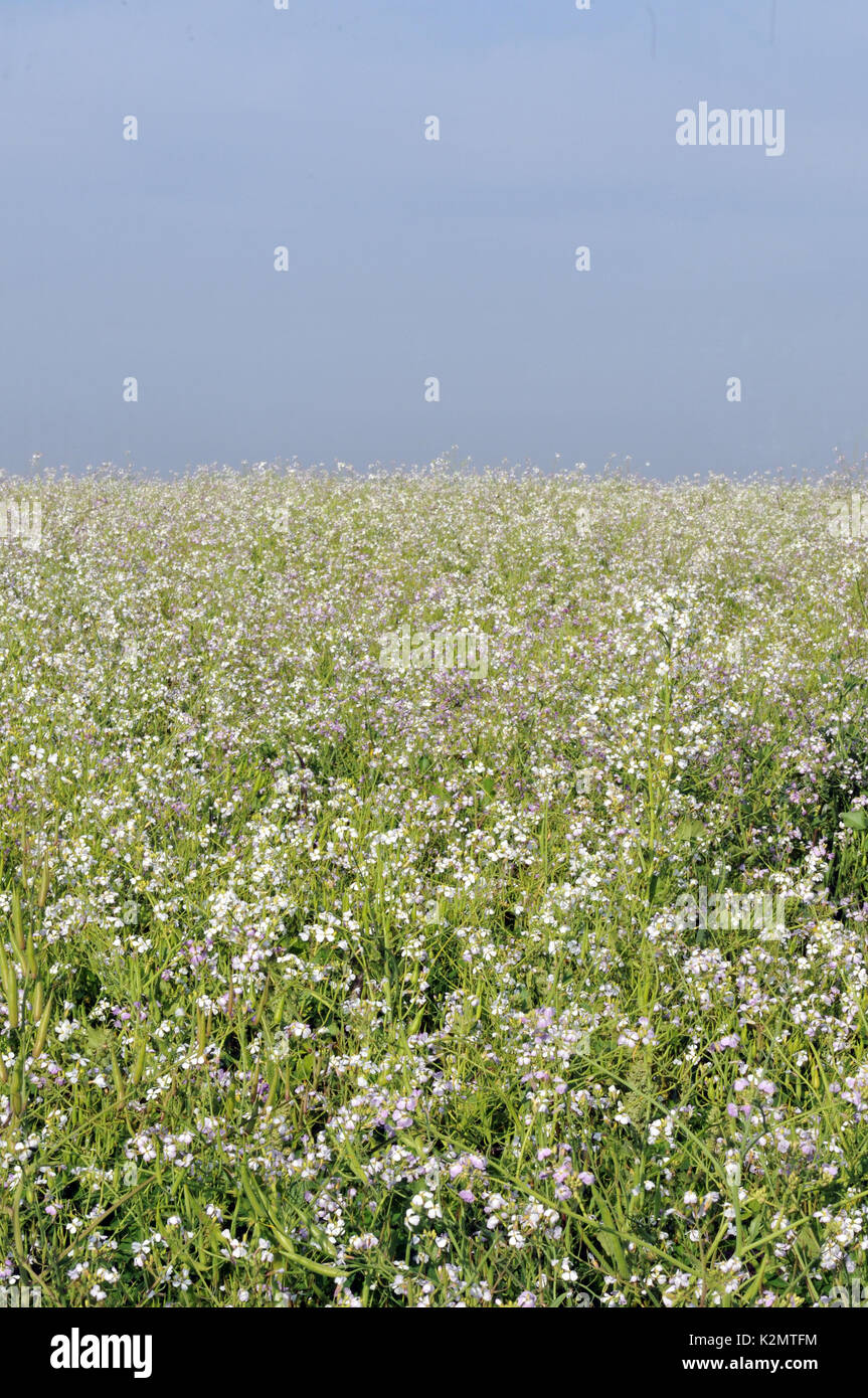 Radishes growing in a field providing habitat for butterflies bees