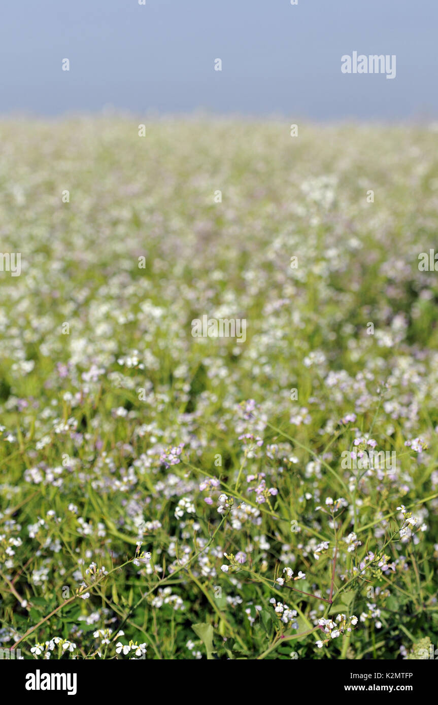 Radishes growing in a field providing habitat for butterflies bees