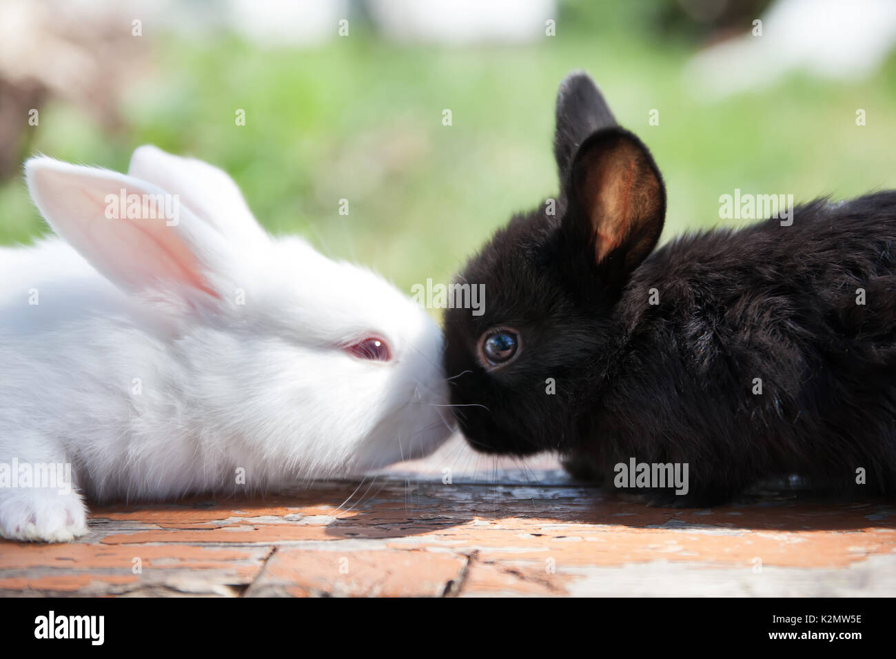 Two fluffy black white rabbits. Easter bunny concept. close-up, shallow depth of field, selective focus Stock Photo