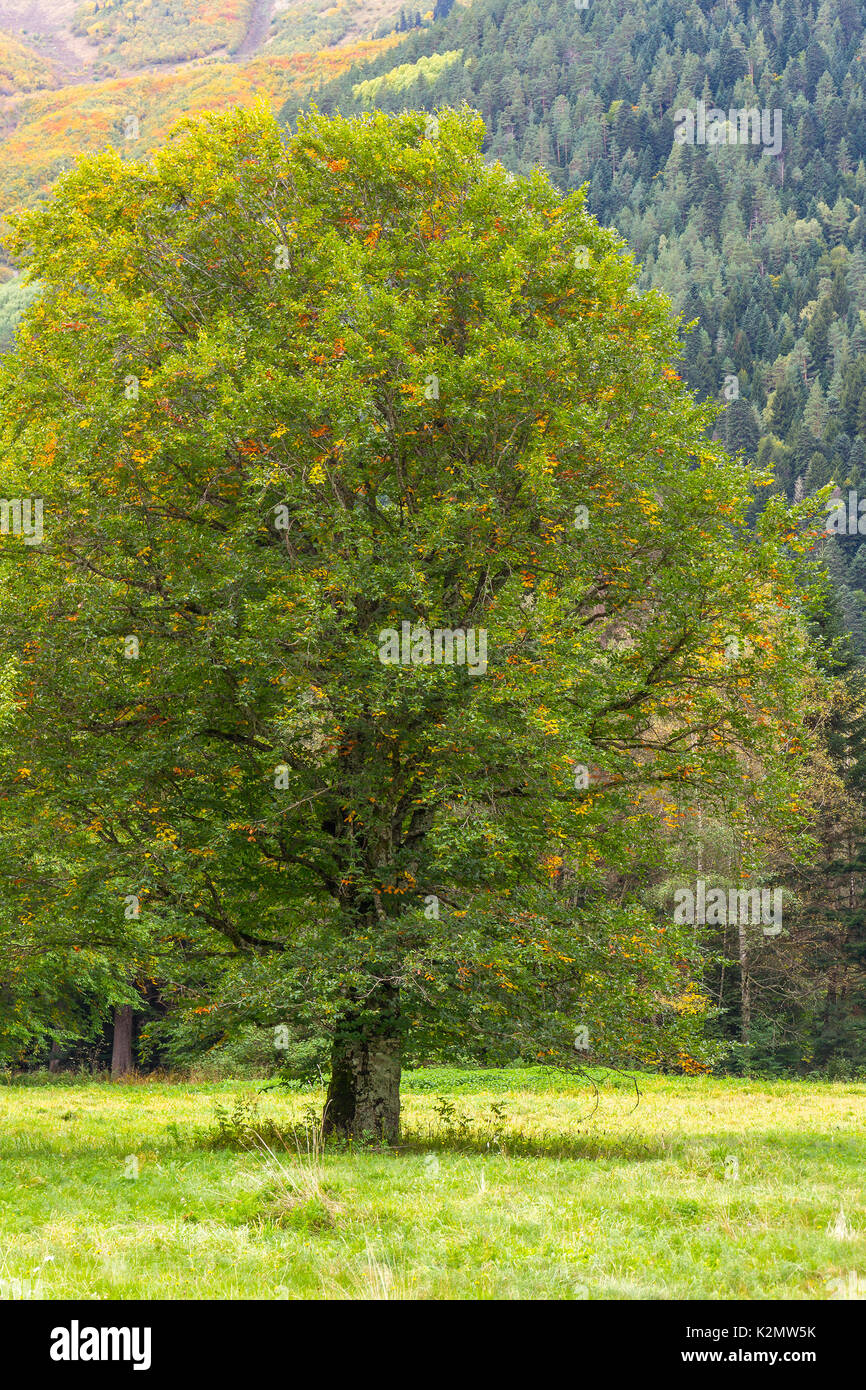 Lonely single green tree on a meadow in the mountains area by autumn day. Stock Photo