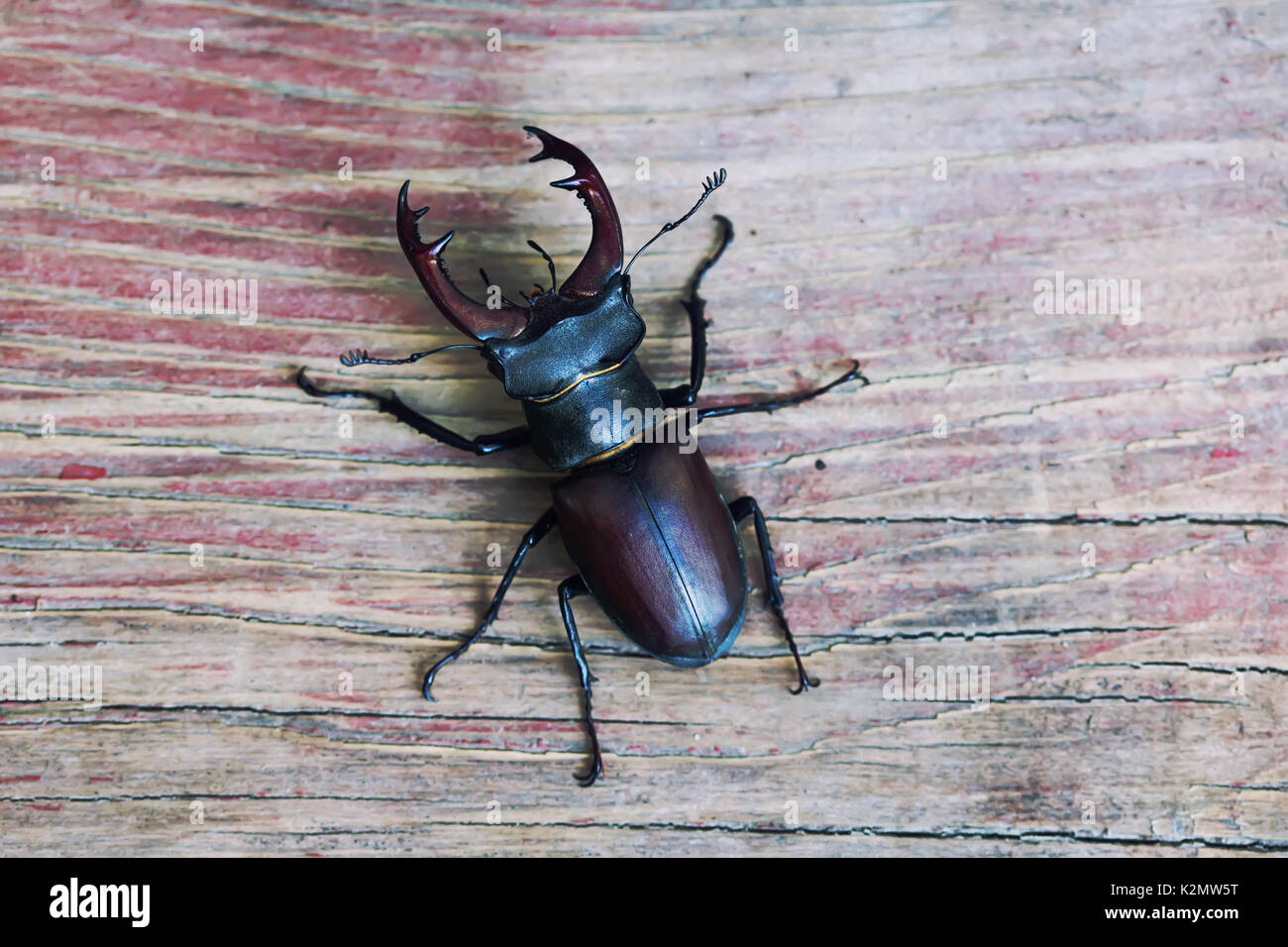 Big mandibles hi-res stock photography and images - Alamy