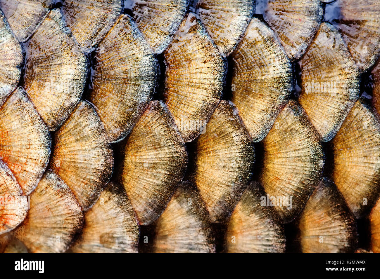 Fish scales skin macro view. Photo big carp golden scaly