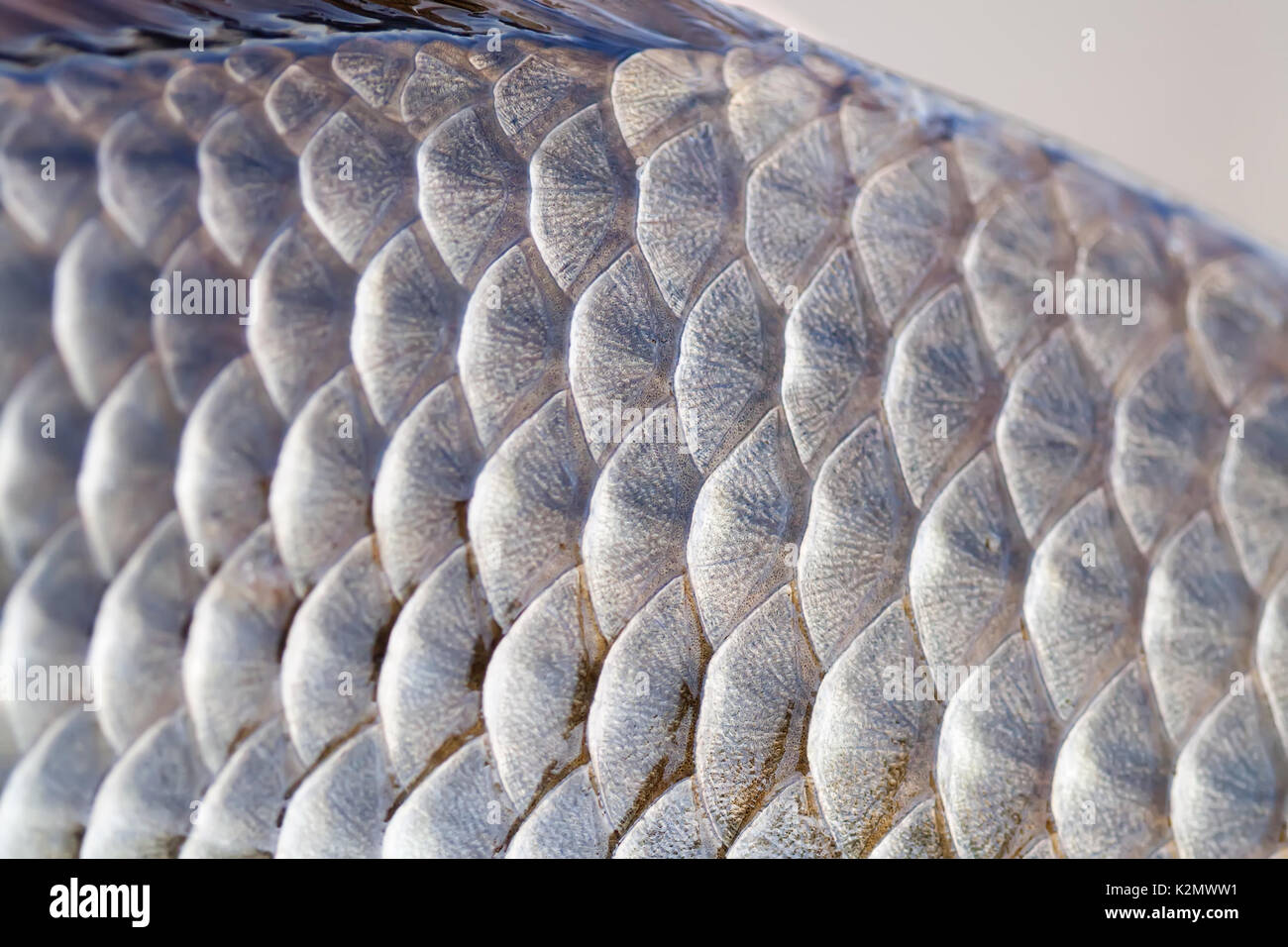 Carassius fish skin scales texture photo. Macro view