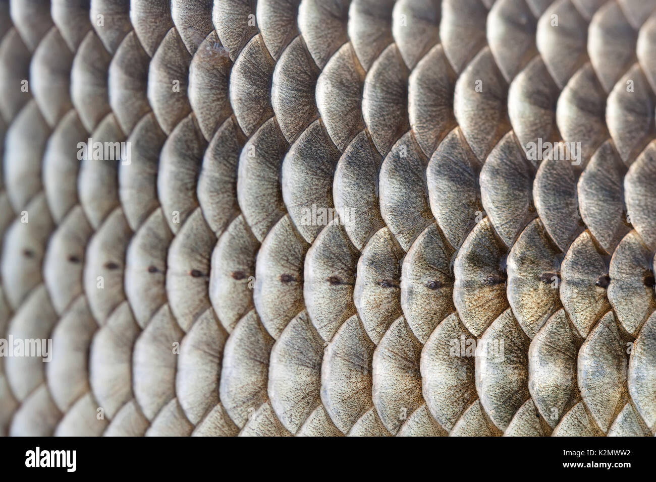 Fish scales skin textured pattern photo. Macro view