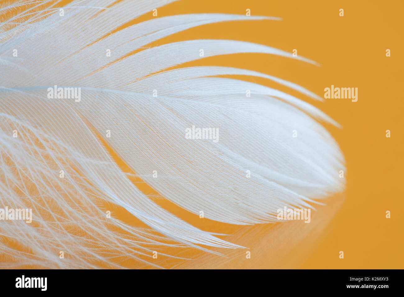 Fluffy white feather texture macro view. Luxury softness concept. Bird plumage feathering on yellow background. Shallow depth of field, soft focus. Stock Photo