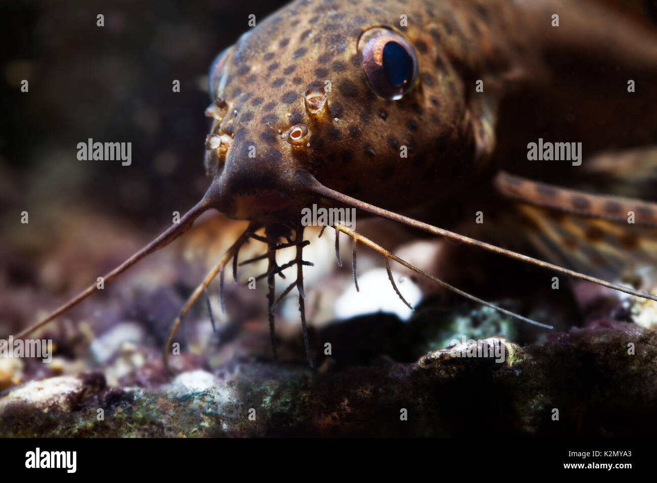 Upside Down Catfish High Resolution Stock Photography and Images Alamy