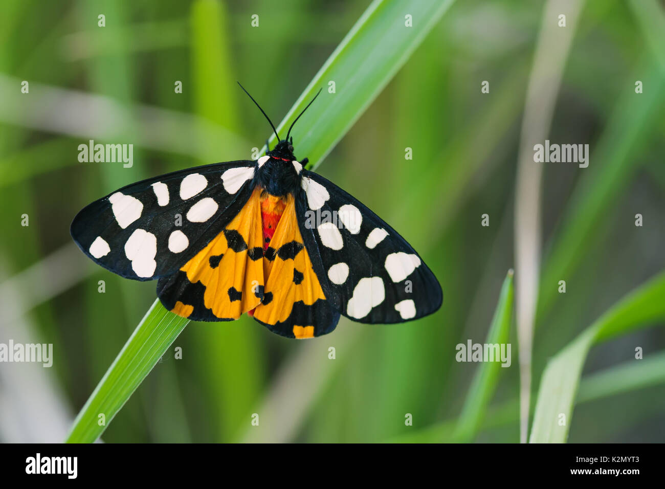 kommentar ustabil narre Arctia villica butterfly. Beautiful flying insect orange black white  colors, green grass leaf background. selective focus macro nature photo  Stock Photo - Alamy