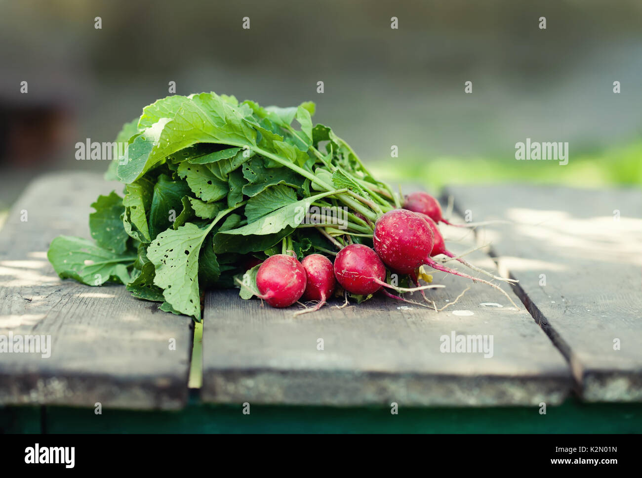 Ripe radish on wooden table background. Farmers food still life. Shallow depth field, selective focus Stock Photo