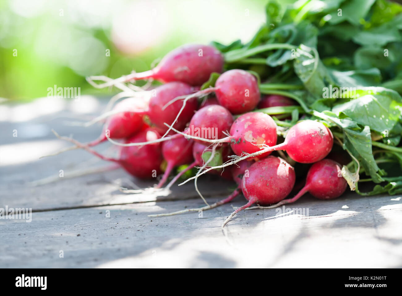 Ripe radishes on vintage wooden table background. Sunny day farmers harvest still life. Shallow depth field, selective focus Stock Photo
