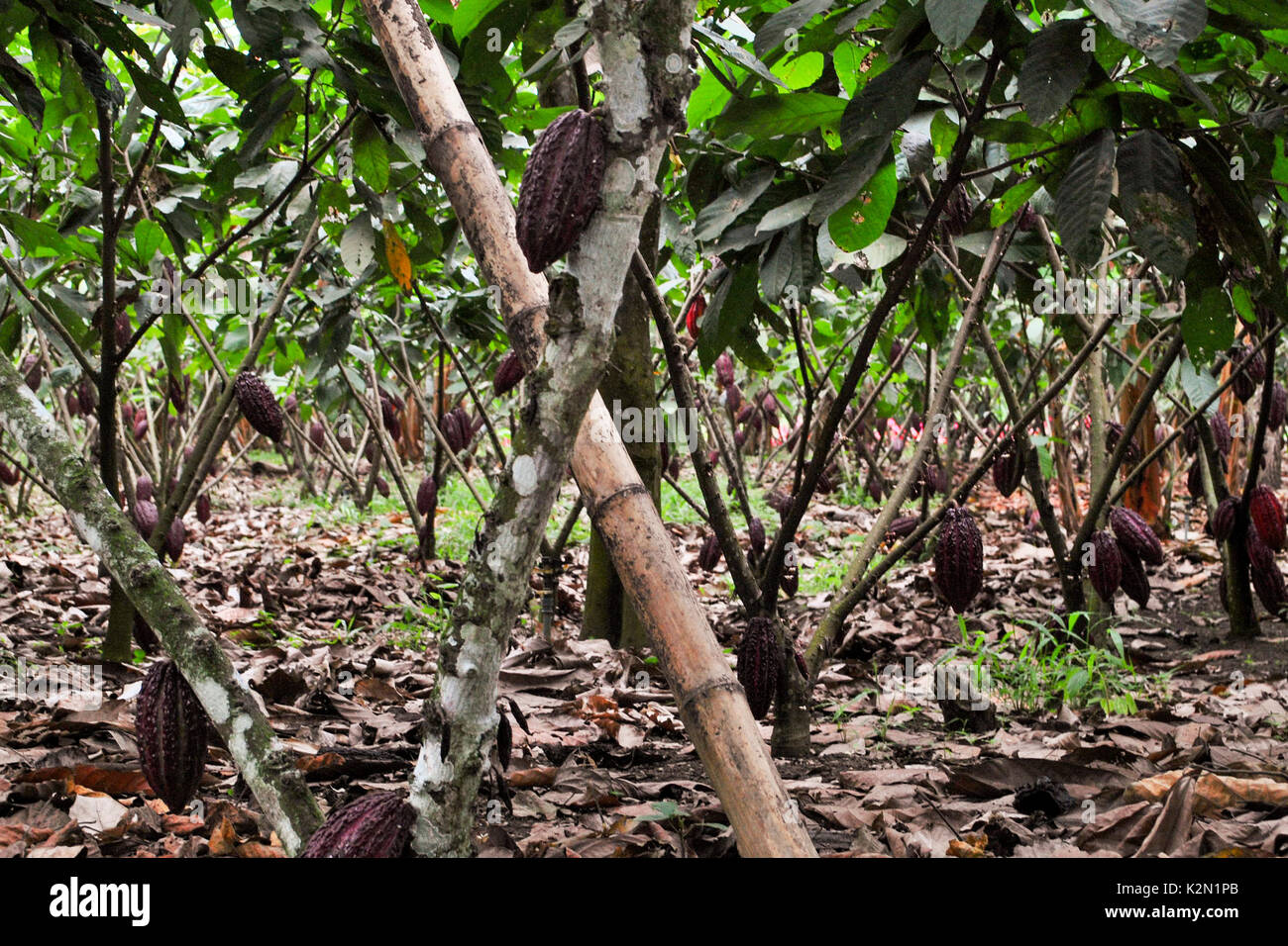 Cocoa plantation (Theobroma cacao). Guayas. Ecuador Stock Photo