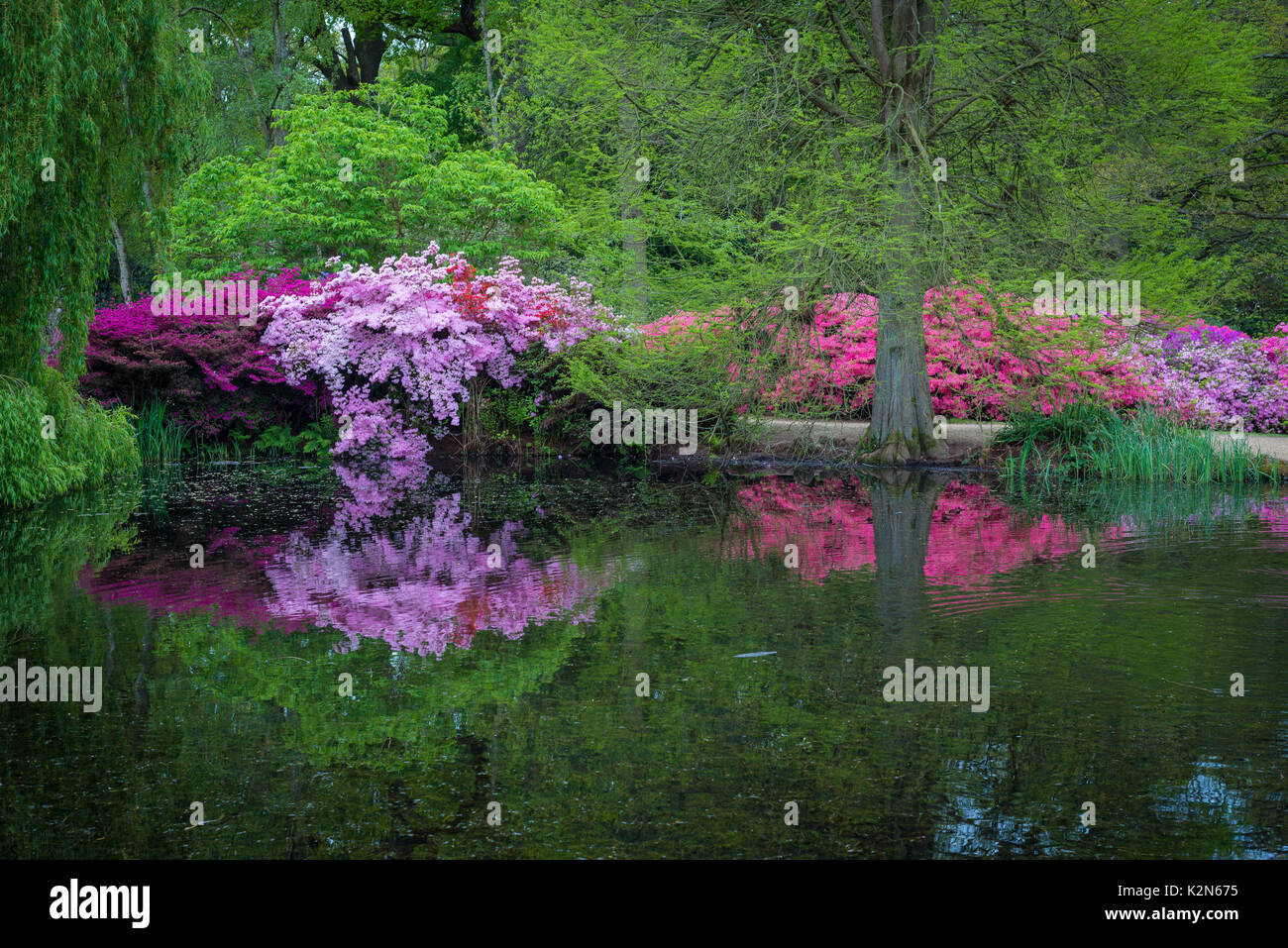 Rhododendron trees in the Isabella Plantation in Richmond Park, London, United Kingdom Stock Photo