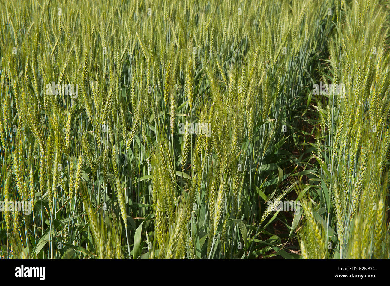 Australian wheat harvest hi-res stock photography and images - Alamy